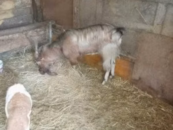 Ziegenbock, Ziegen