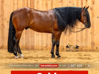 Cheval, Quarter Horse — photo 1