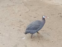 क्रेस्टेड — फ़ोटो 3