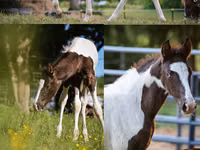 Horse (M), Alter Real — photo 1