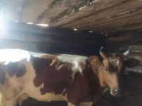 Vaca, Ayrshire — foto 8
