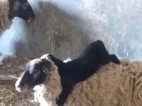 Schaf, Romanov sheep — Foto 4