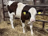 Rinder (Partie, Geschlecht nicht angegeben), Simmental cattle — Foto 1