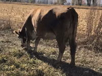 Vache, Race Alatauskaya — photo 4