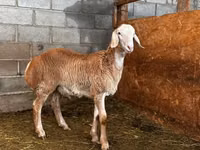 公羊, Rhon sheep — 照片 3