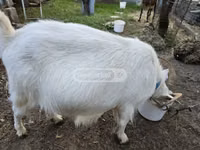 Ziege, Megrelian goat — Foto 2