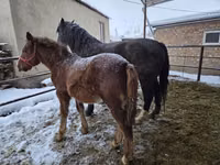 母马, Horses — 照片 2
