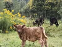 Toro, Ayrshire — foto 5
