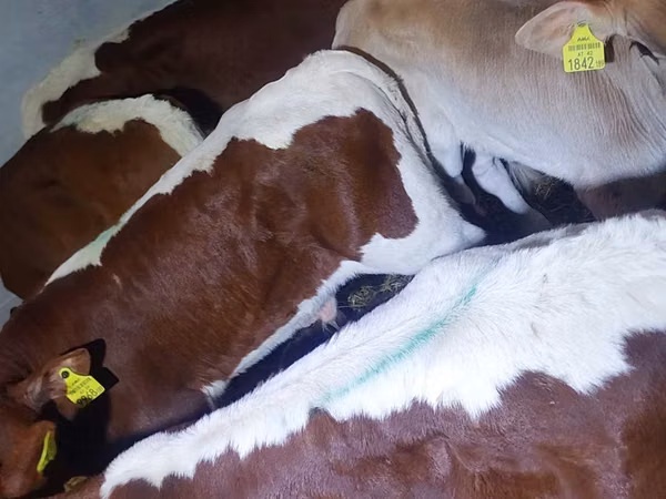 公牛, Simmental cattle