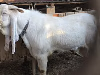 تيس, Gulabi goats — الصورة 8