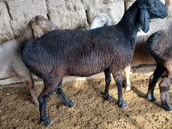 Brebis, Moutons