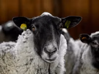 Carnero, Romanov sheep — foto 4