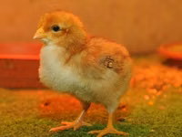 هاي-لاين — الصورة 1