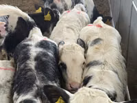 أبقار (دفعة، الجنس غير محدد), Simmental cattle — الصورة 3