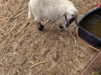 公羊, Tsigai sheep — 照片 6