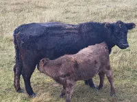 公牛, Galloway cow — 照片 4