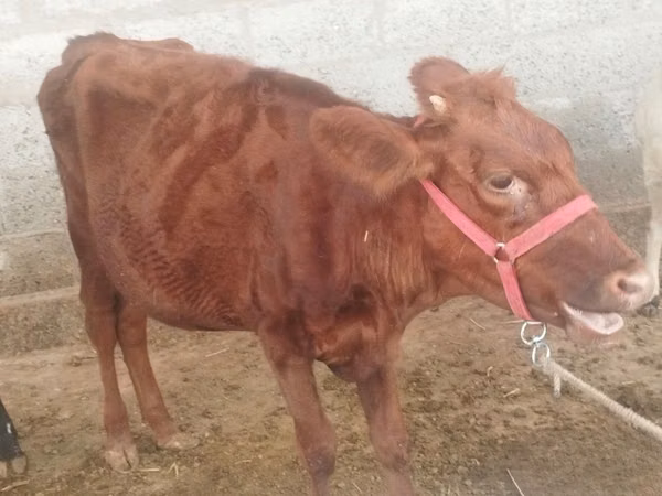 Kuh, Red Estonian cattle