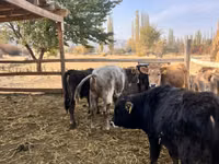 Taureau, Swiss cattle — photo 5