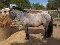 حصان, Appaloosa — الصورة 2