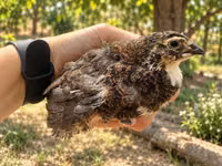 Quails — फ़ोटो 1