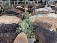 Brebis, Krasnoyarsk sheep — photo 6
