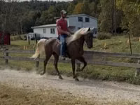 Cheval, Rocky Mountain Horse — photo 6