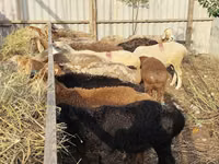 Sheep, Sheep — photo 4