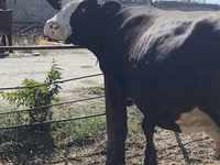 Vache, Russian Black pied cattle — photo 8