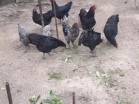 Gallo de pelea de fosa australiano — foto 2