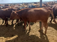 母牛, Red Steppe Cow — 照片 2