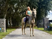 Hengst, Quarter Horse — Foto 6