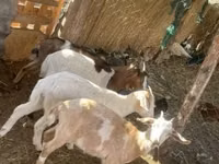 बकरियाँ (लॉट, लिंग निर्दिष्ट नहीं), बकरियाँ — फ़ोटो 2