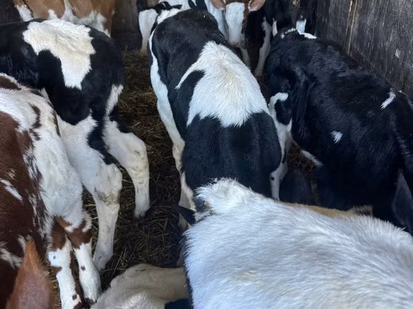 Taureau, Russian Black pied cattle