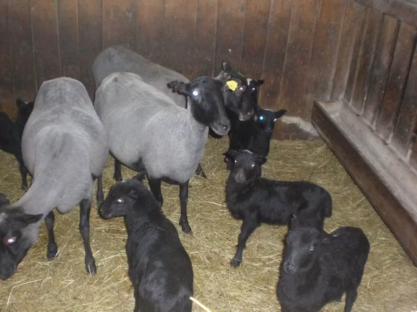 Sheep, Romanov sheep