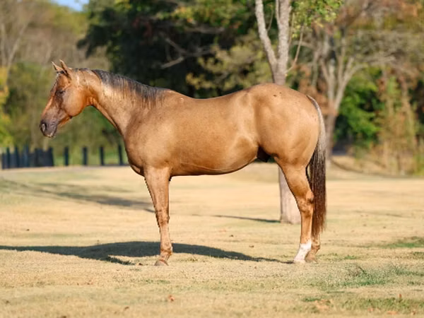 公马, Quarter Horse