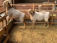نعجة, Hissar sheep — الصورة 1