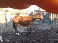حصان, Tiger horse — الصورة 1