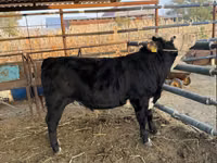 Bull, Simmental cattle — photo 3