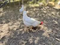 Leghorn — Foto 2