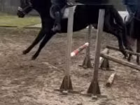 حصان, Hungarian horse breed — الصورة 2