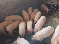 मादा सूअर — फ़ोटो 7