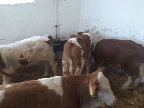 Bulle, Simmental cattle