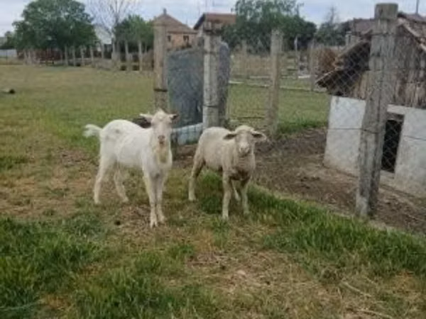 Widder, Merino sheep