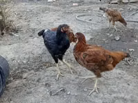 Chickens — फ़ोटो 4