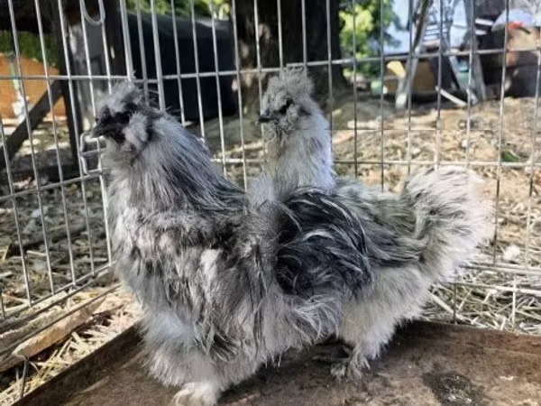 सिल्की