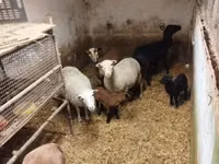 Schaf, Cameroon sheep — Foto 3