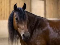 Stute, Friesian — Foto 2