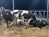 गाय, गोलस्टीन नस्ल — फ़ोटो 4