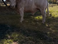 Bull, Cast cow — photo 2