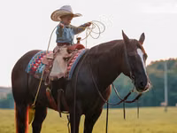 Caballo, Quarter Horse — foto 8